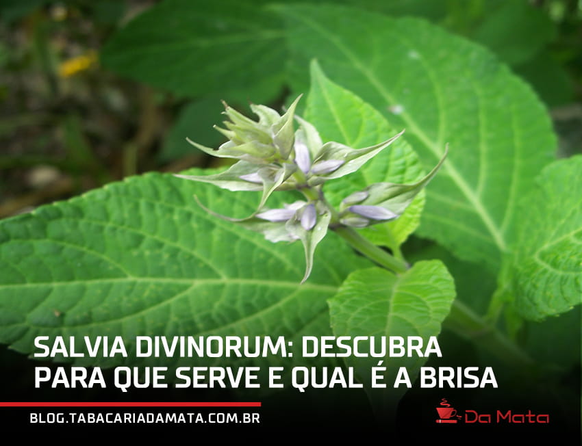 Salvia divinorum: descubra para que serve e qual é a brisa