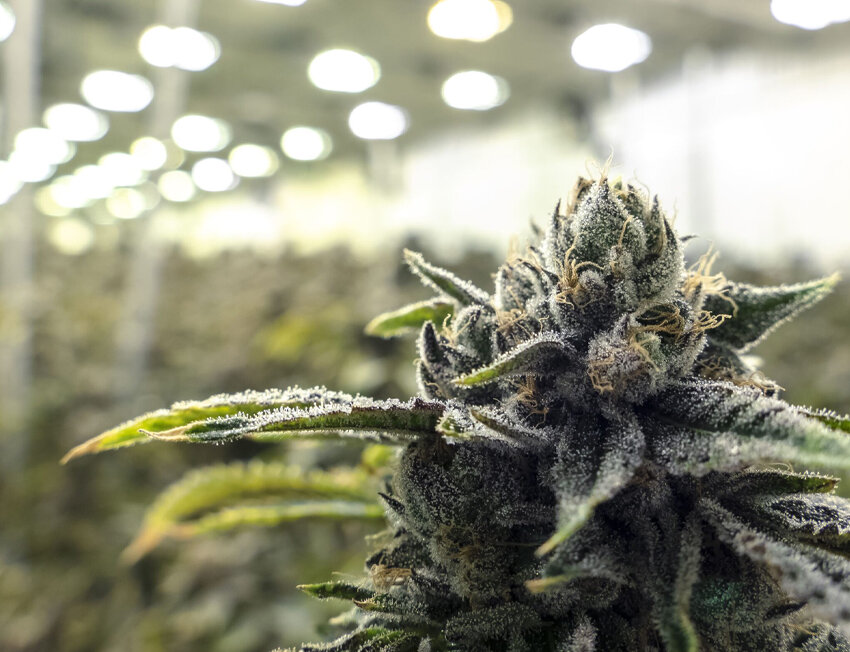 Flores de cannabis em cultivo interno