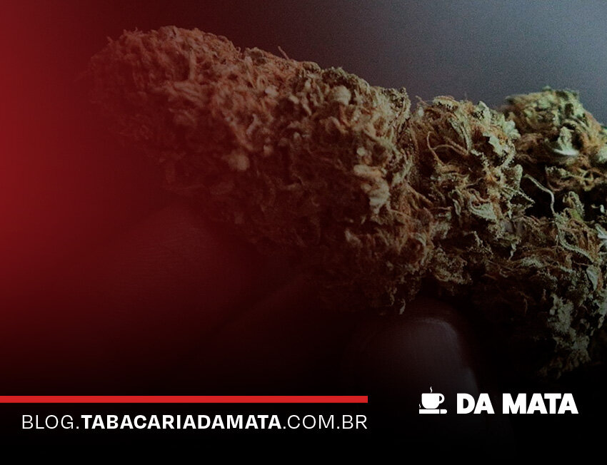 Imagem de um naco de cannabis em fundo escuro
