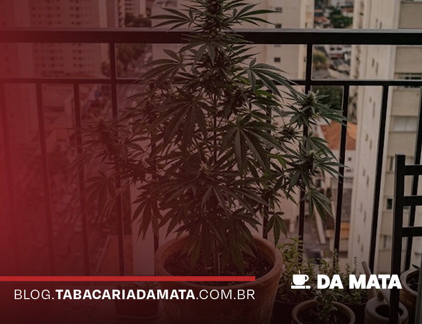 Planta de cannabis em varanda urbana