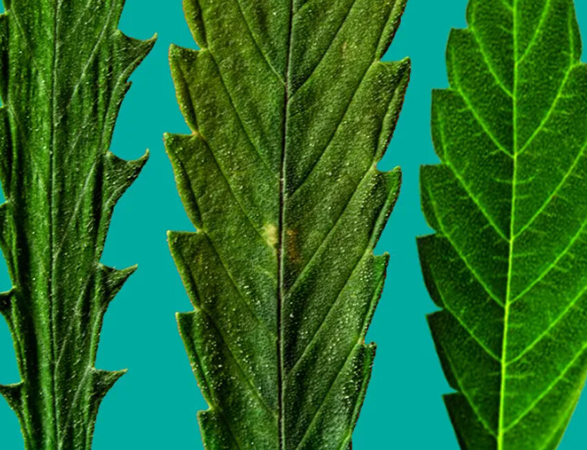 Três tipos de folhas verdes sobre fundo azul