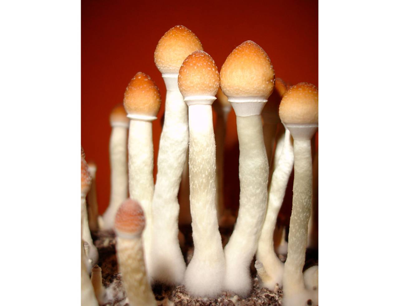  Psilocybe cubensis