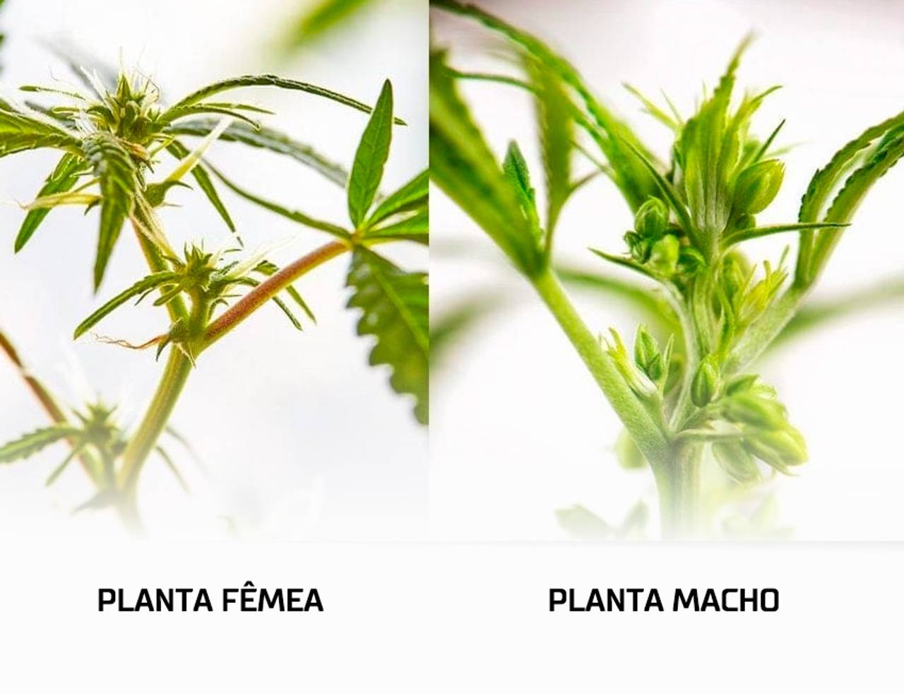 flor de cannabis macho e fêmea