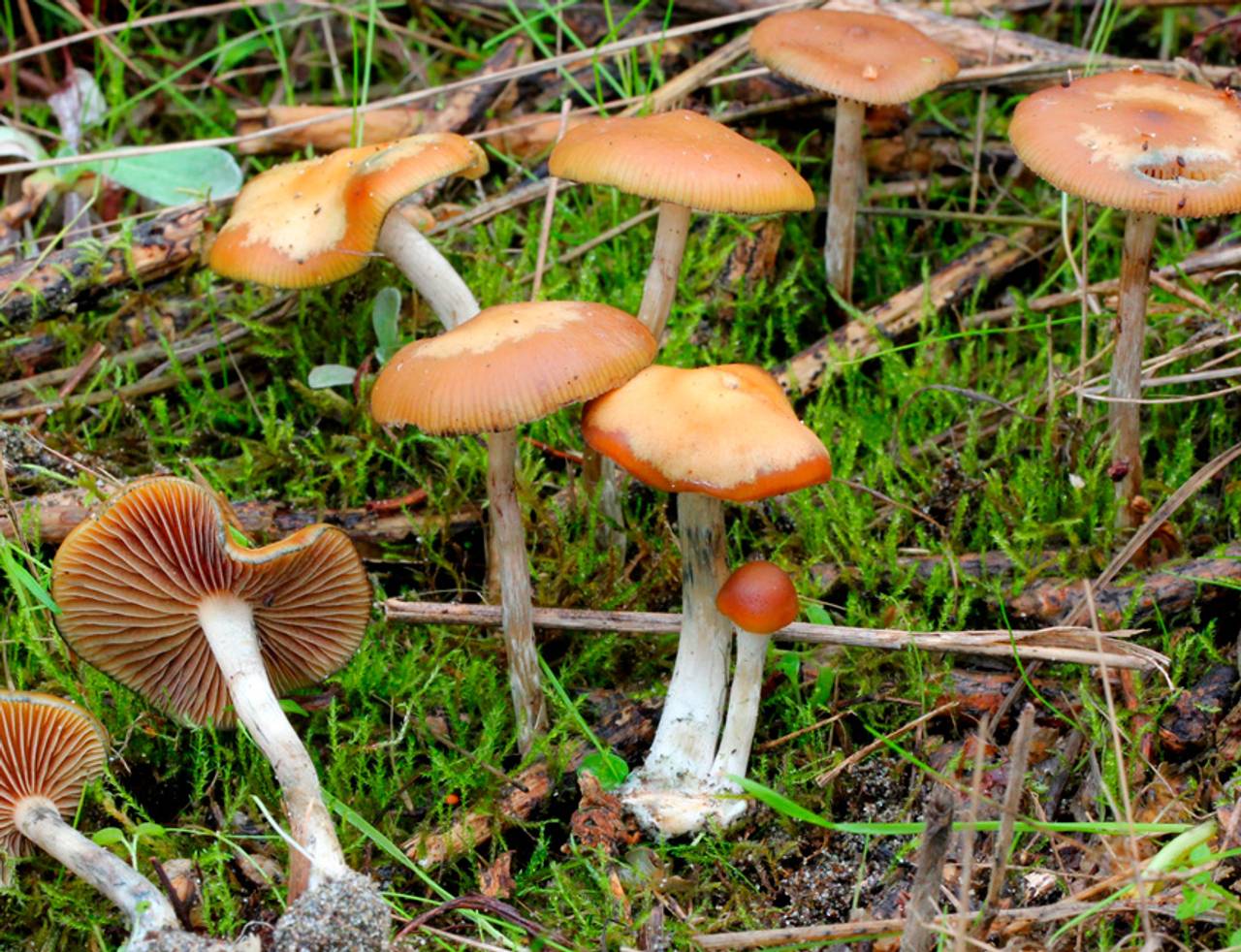 Psilocybe cyanescens
