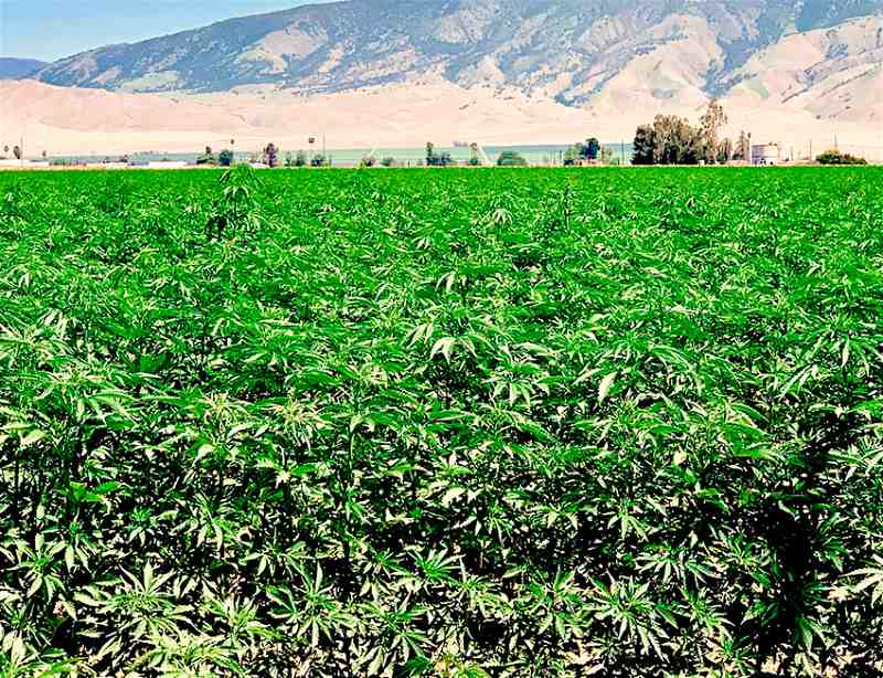 Plantação de canhamo