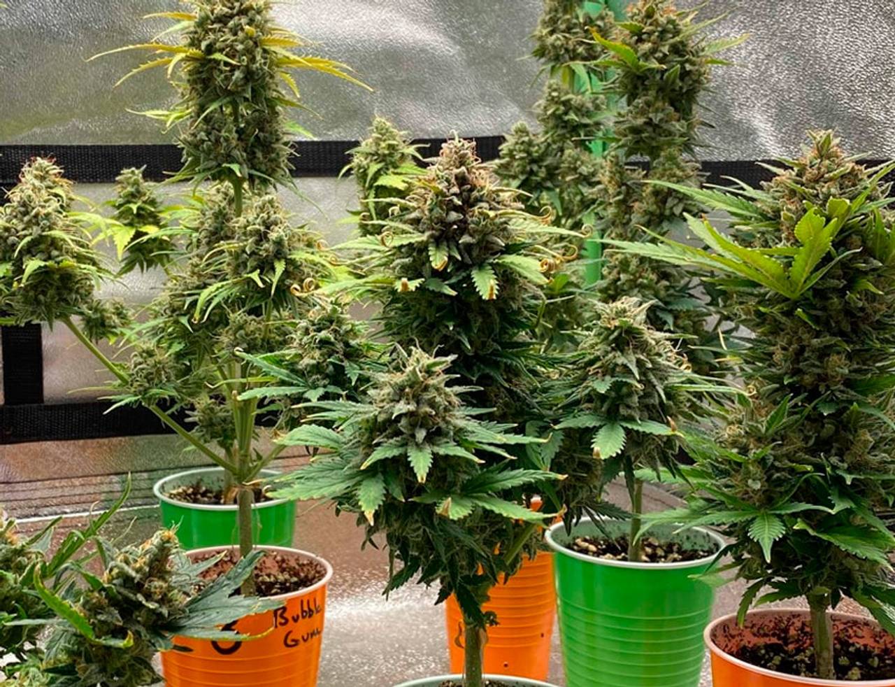cultivo da ak47 straim 