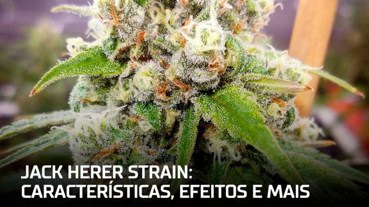 Jack Herer: história, efeitos e cultivo da famosa strain sativa