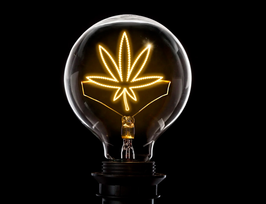 lampada de folha de cannabis