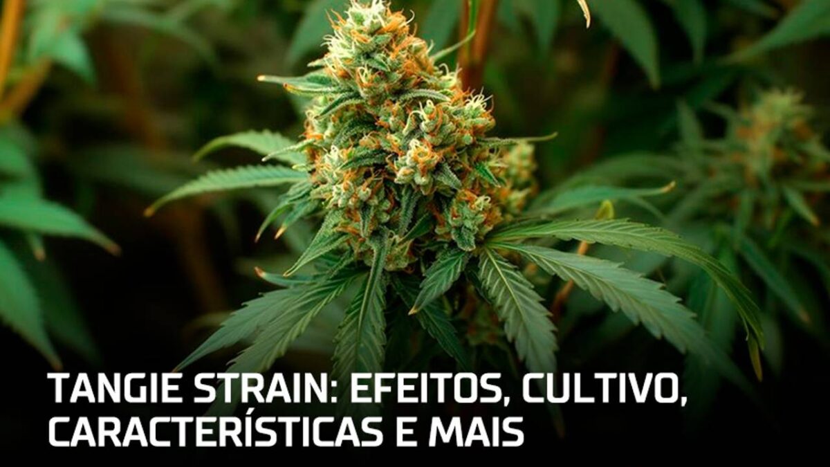 Capadamata-_1-3-1200x675.jpg