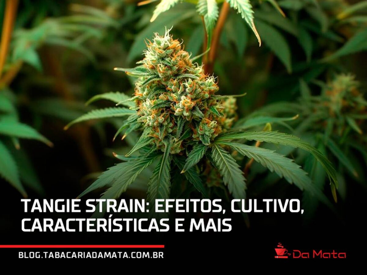 Tangie Strain: Sabor Cítrico e Brisa Energizante