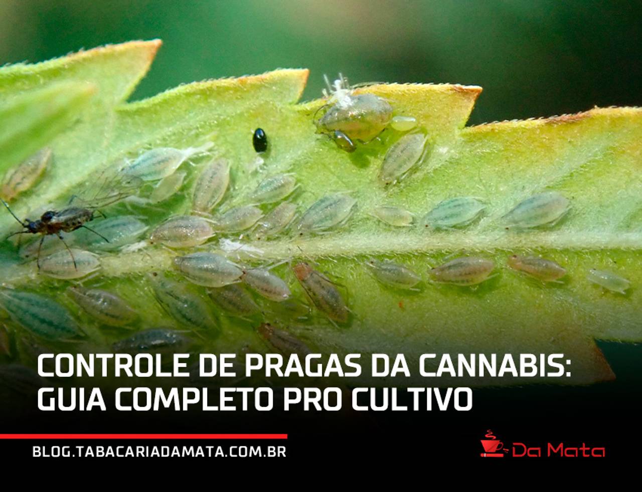 Controle de pragas da cannabis: guia completo pro cultivo|Pulgões|Mosca-branca|Os trips|Mosca do solo|largarta