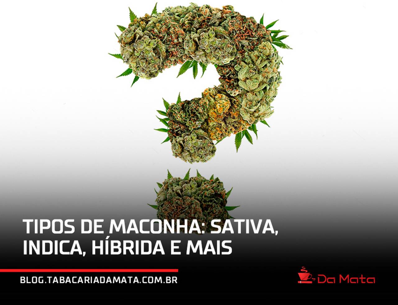 ipos de maconha: sativa