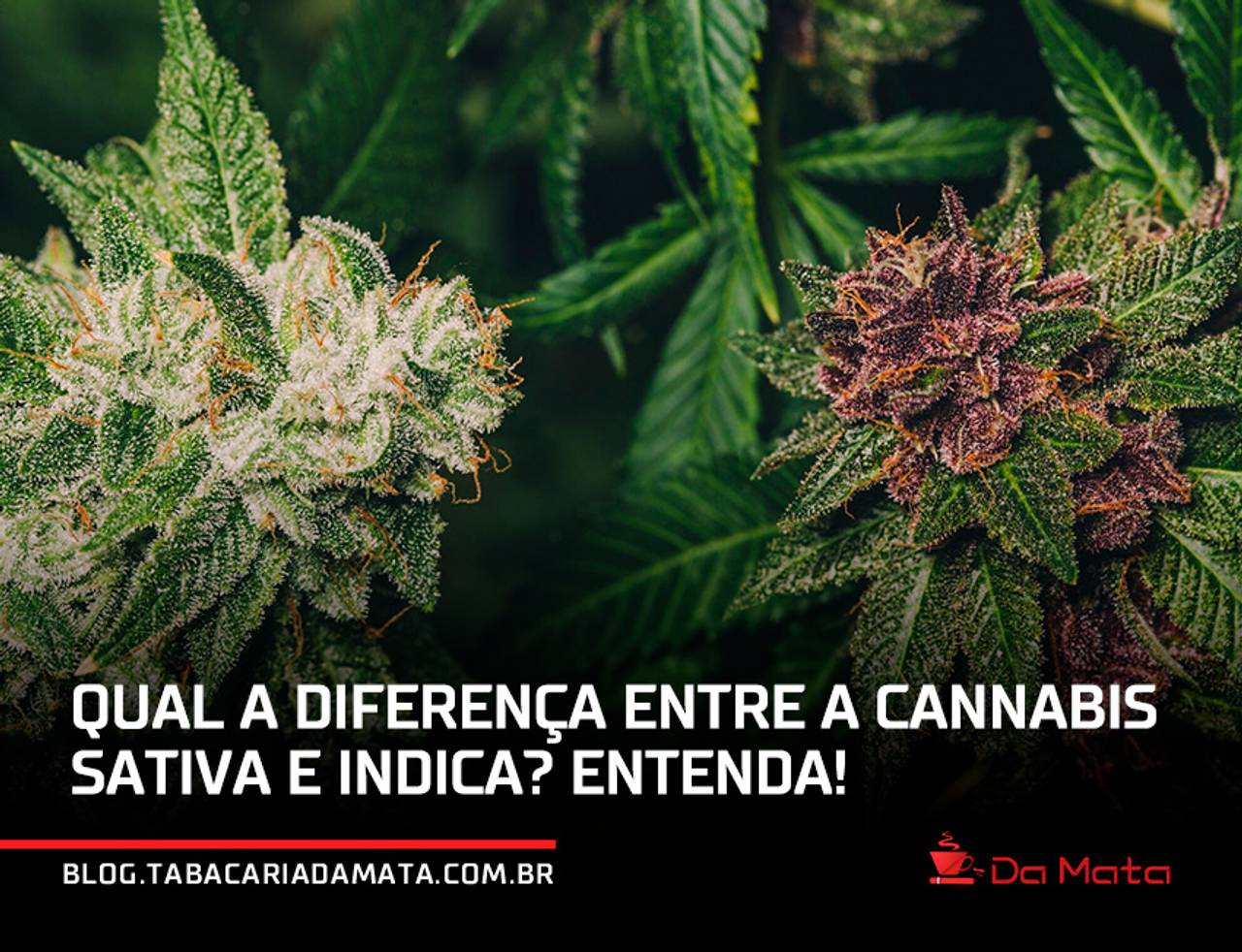 sativa e indica|Qual fumar 4 diferenças|pé de cannabis sativa|pé de cannabis indica