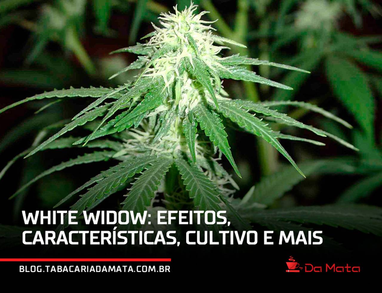 White Widow: efeitos