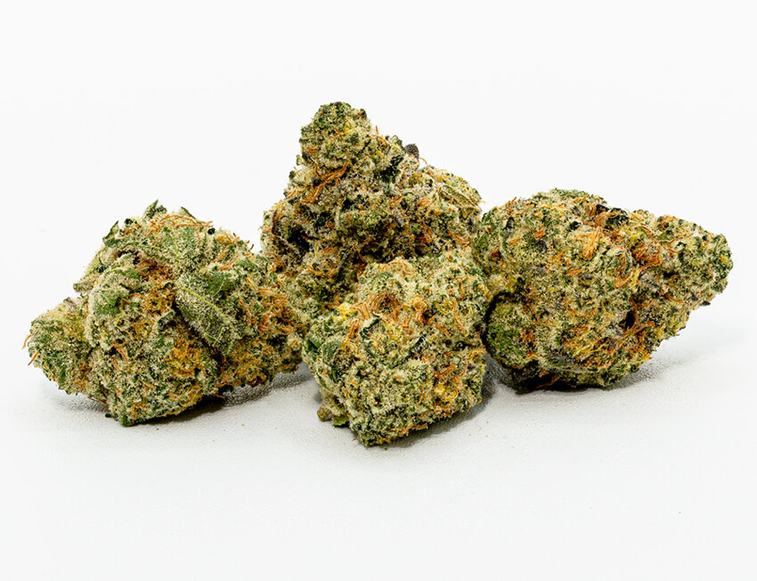 Broto de cannabis em vegetação saudável