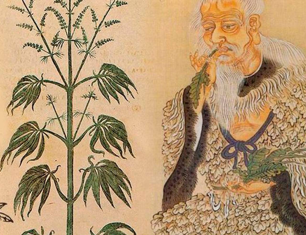 ilustração da história da cannabis sativa