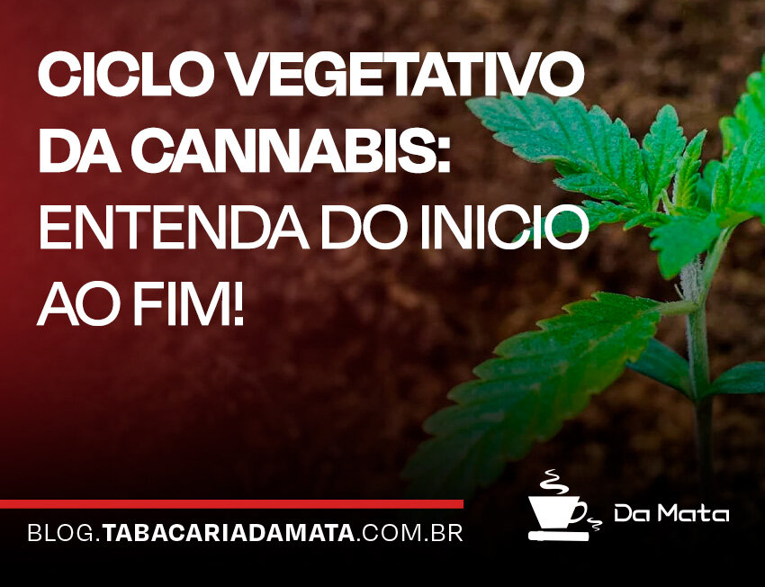 Ciclo vegetativo da cannabis: entenda o processo completo|Fases do crescimento da planta de cannabis.|Regador molhando planta de cannabis verde.