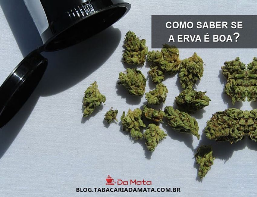 como saber se a erva é boa