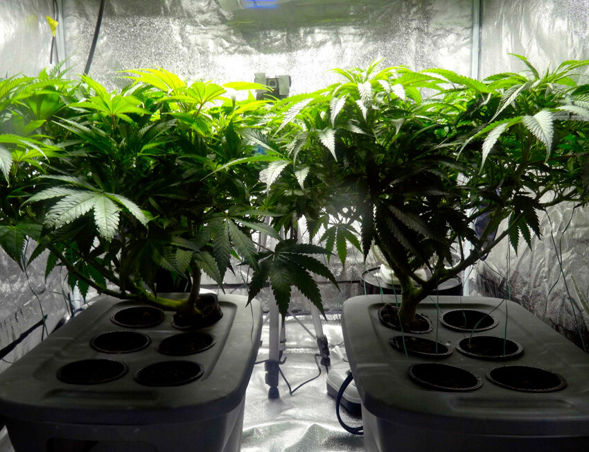 Cultivo de plantas de cannabis em ambiente controlado