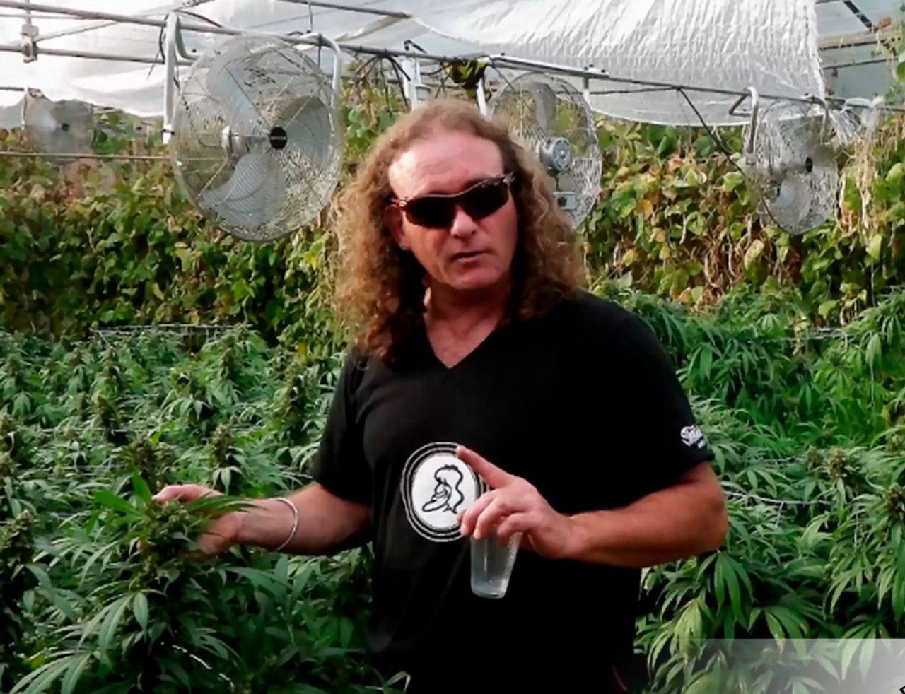 homem em uma plantação de white widow