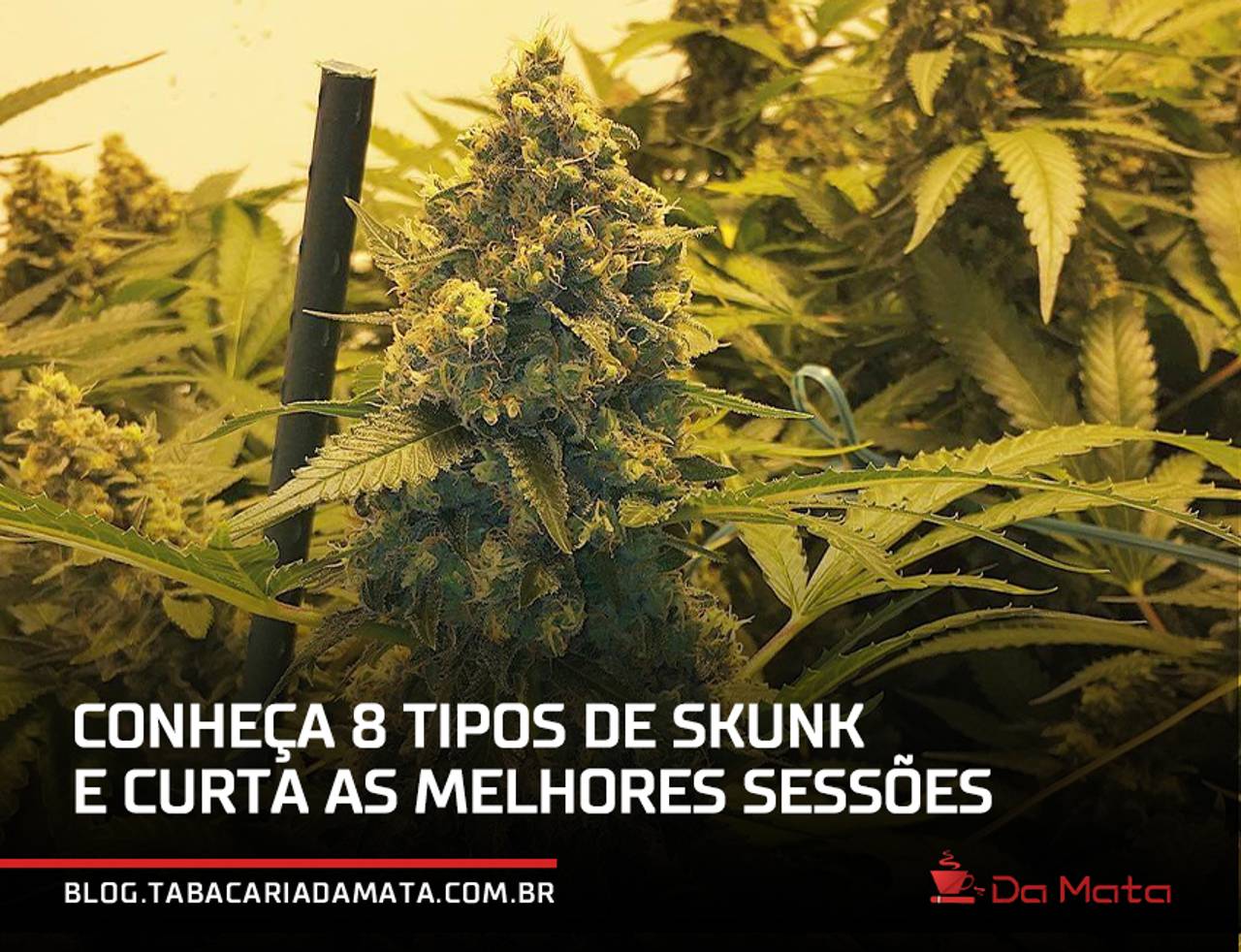 tipos de skunk desfocados na imagens|||||Skunk 1#|Super skunk|Northern Skunk|Island Sweet Skunk|Sensi Skunk|Orange Skunk|Critical Skunk|Critical Skunk|