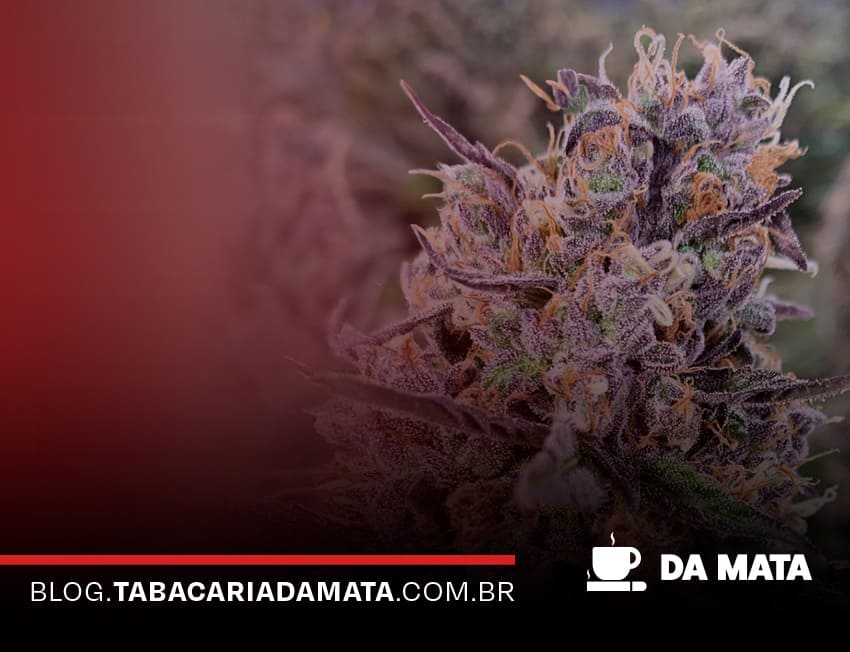 |Botão de cannabis com verde e roxo|Sorvete de baunilha com flores e vagem