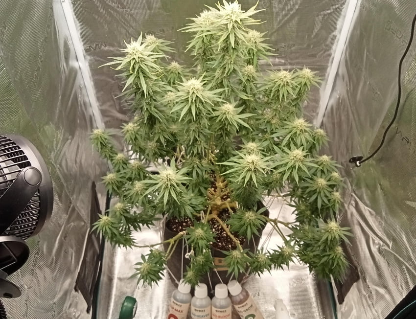 Amnésia Haze