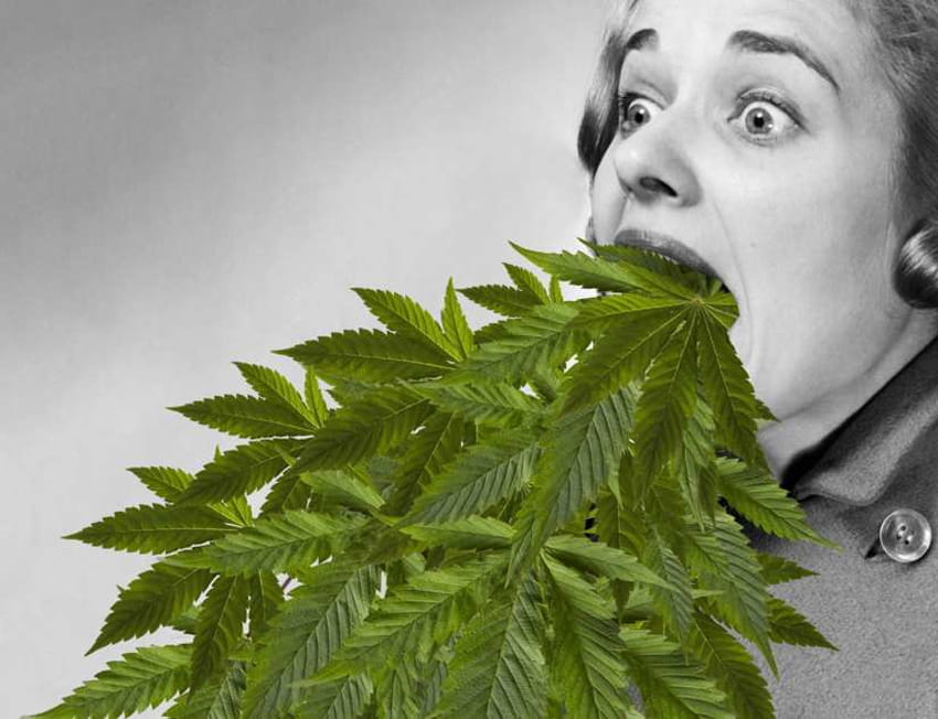 Ilustração de mulher vomitando folhas de maconha
