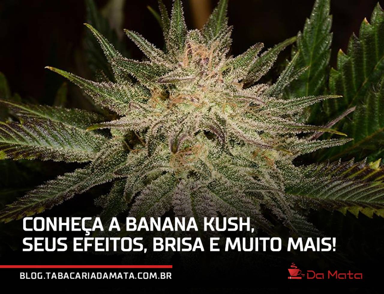 Conheça a Banana Kush