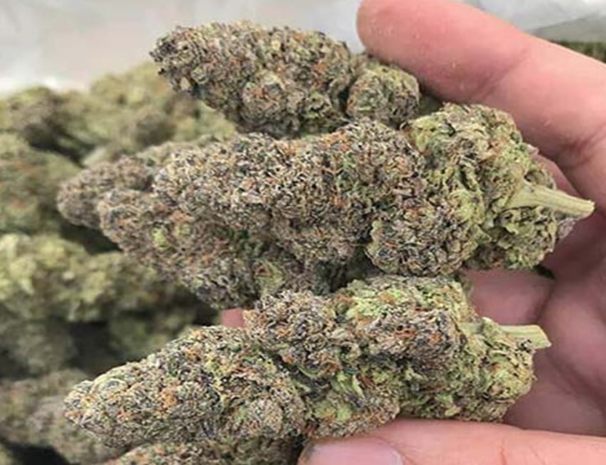  strain Blue Dream