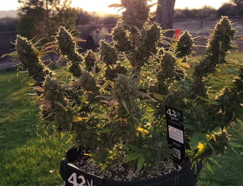 Blue Dream plantada em um vaso no jardim