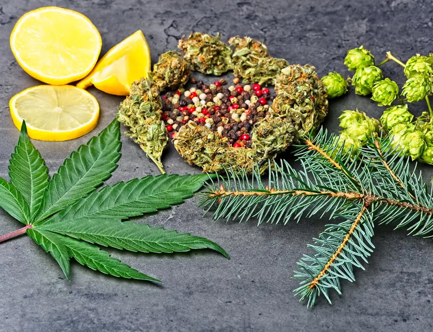 imagem de folha de maconha e outras especiarias: limão, pimenta em grãos, lúpulo, alecrim e mais