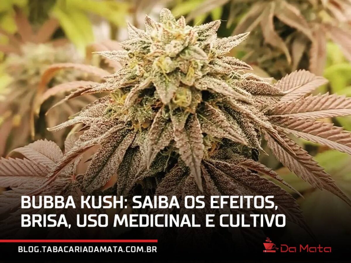 damata-bubba-kush-capa-1-