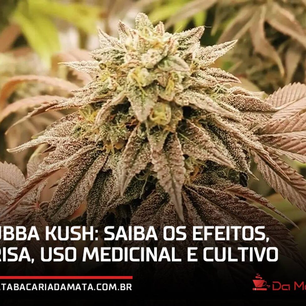 Bubba Kush: Guia Completo de Efeitos, Cultivo e Benefícios