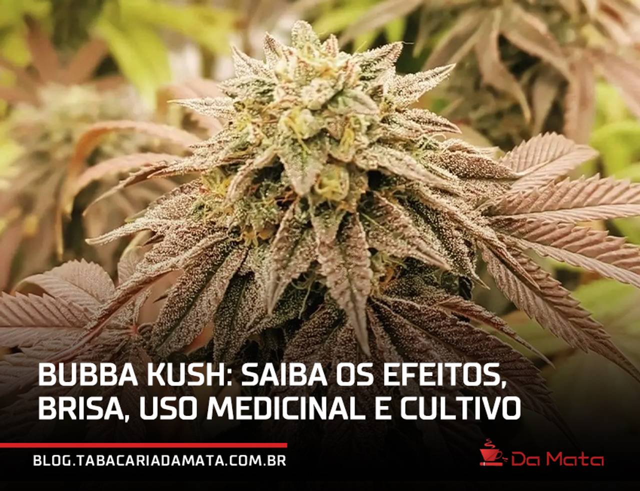 bubba kush|Bubba Kush 80% indica e 20% sativa|