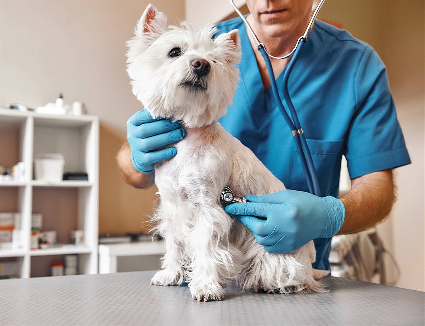 cachorro no veterinario