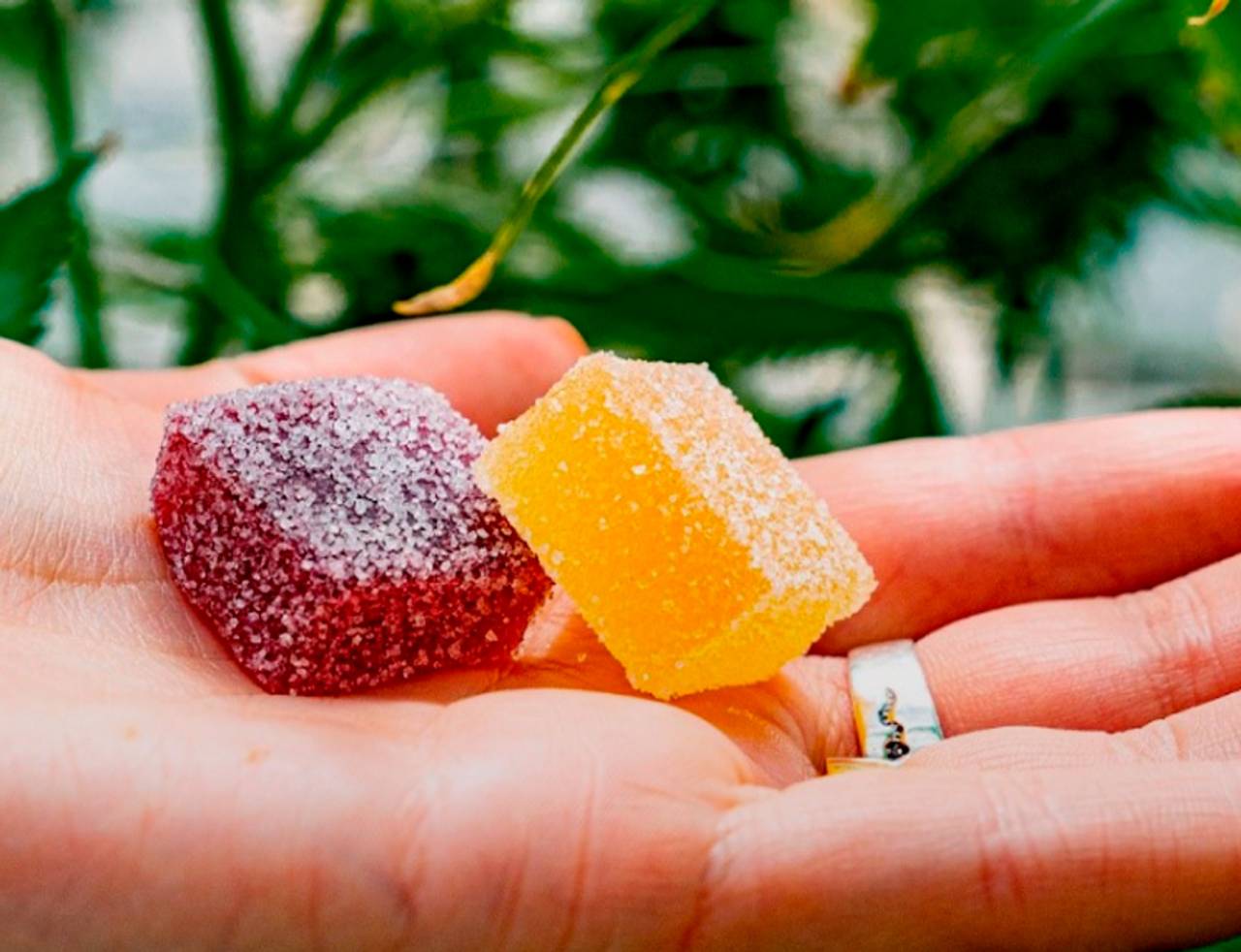 goma de cbd para concentração