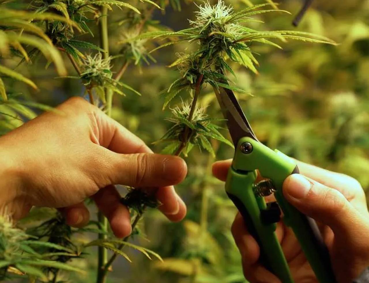 mãos podando pé de maconha