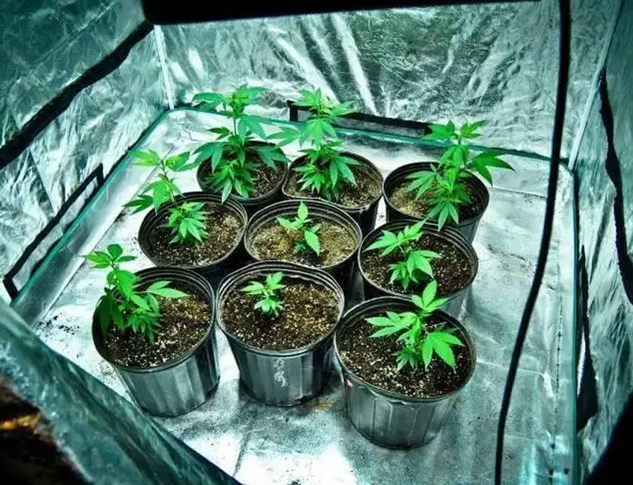 mudas de maconha em uma estufa