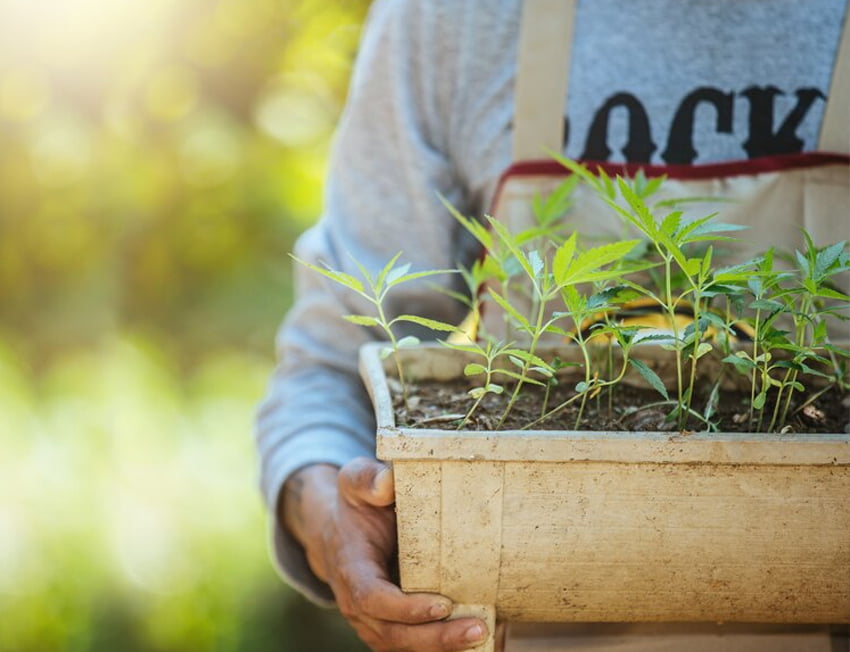 jardineiro segurando um vaso de maconha