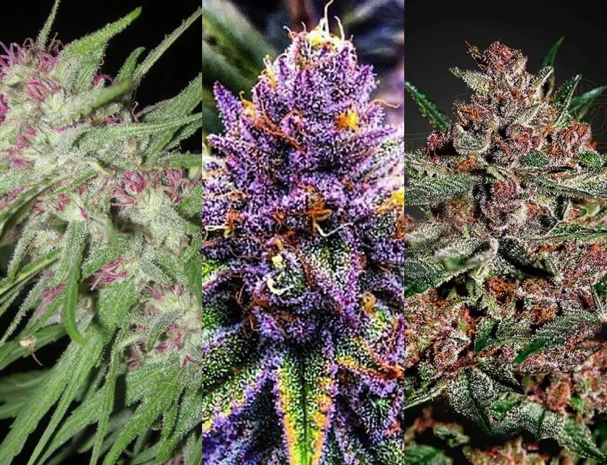 flor para fazer cookie de maconha