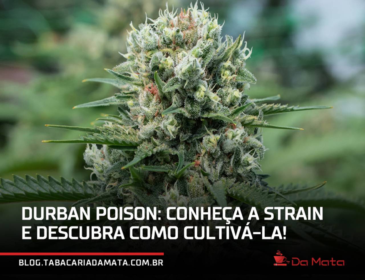 Durban Poison: conheça a strain e descubra como cultivá-la!||Terpinoleno (Terpinolene): Frutado