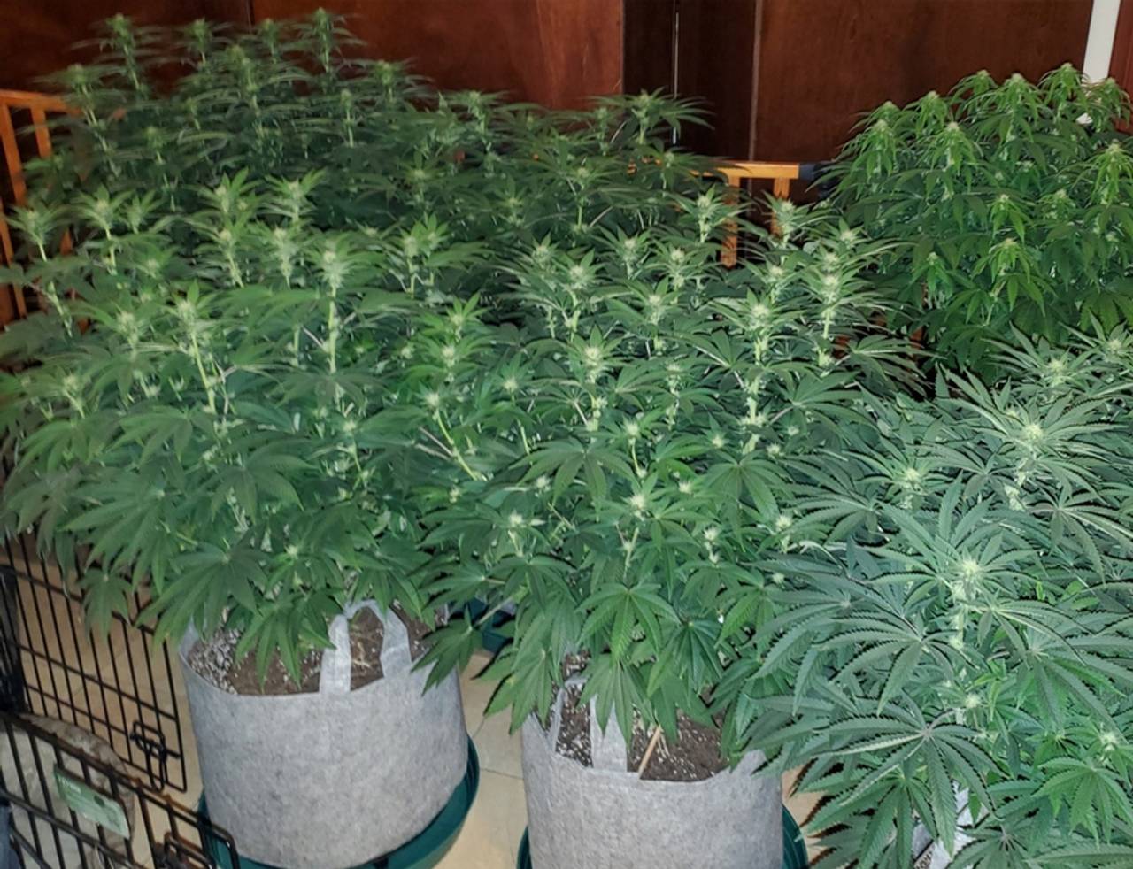 cultivo de durban poison