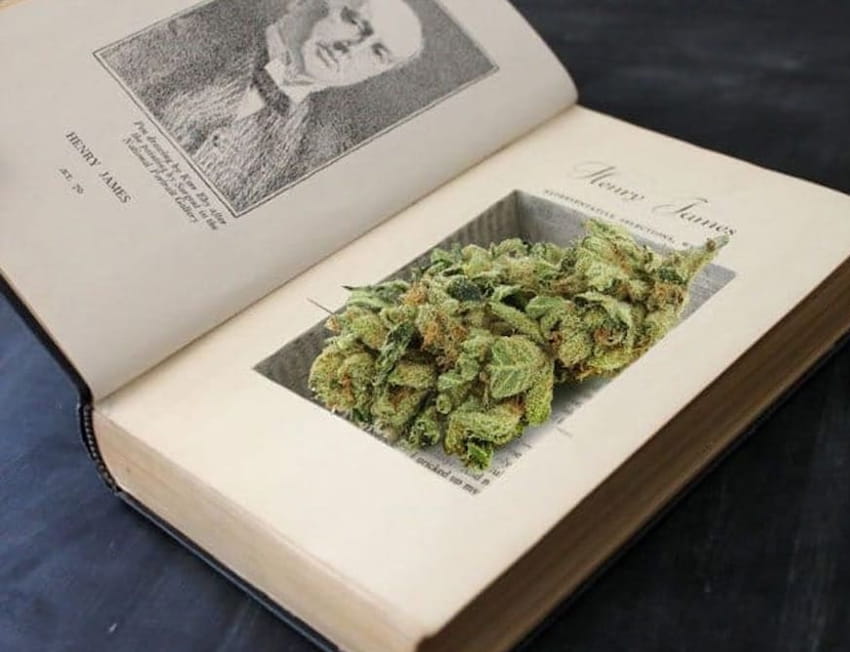 Erva escondida dentro de um livro antigo