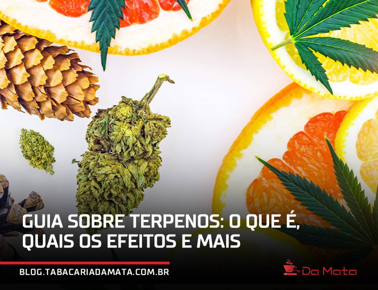 terpenos|||||||||||Mirceno: se você gosta daquela vibe tranquila e preguiçosa
