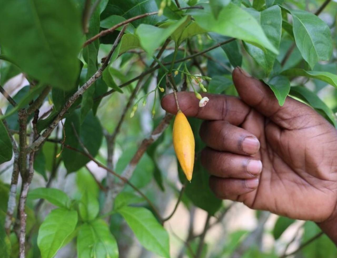 ibogaína amarela no pé