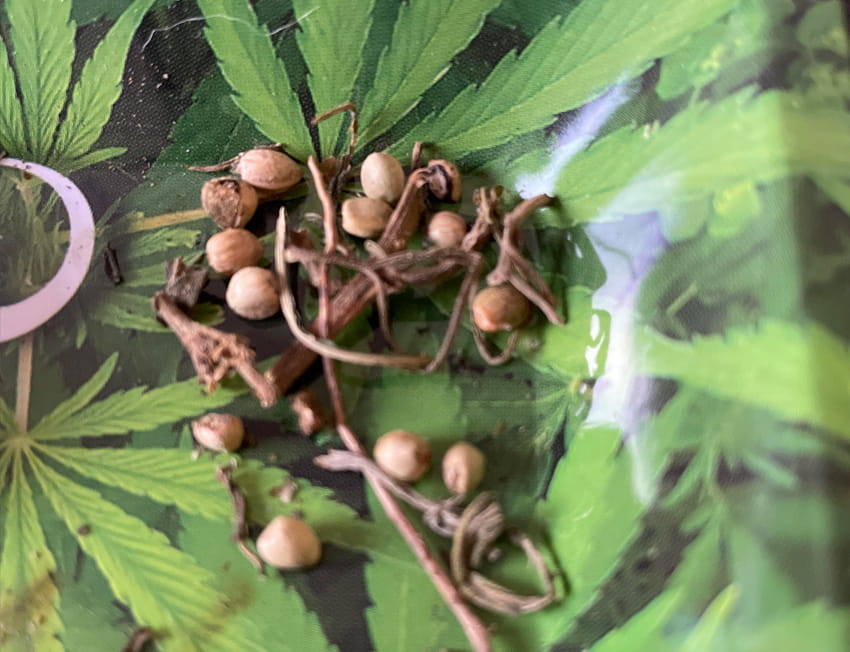 sementes secas da maconha manga rosa