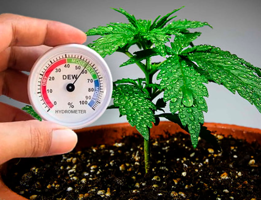 mão segurando um medidor de ph ao lado de uma muda de cannabis