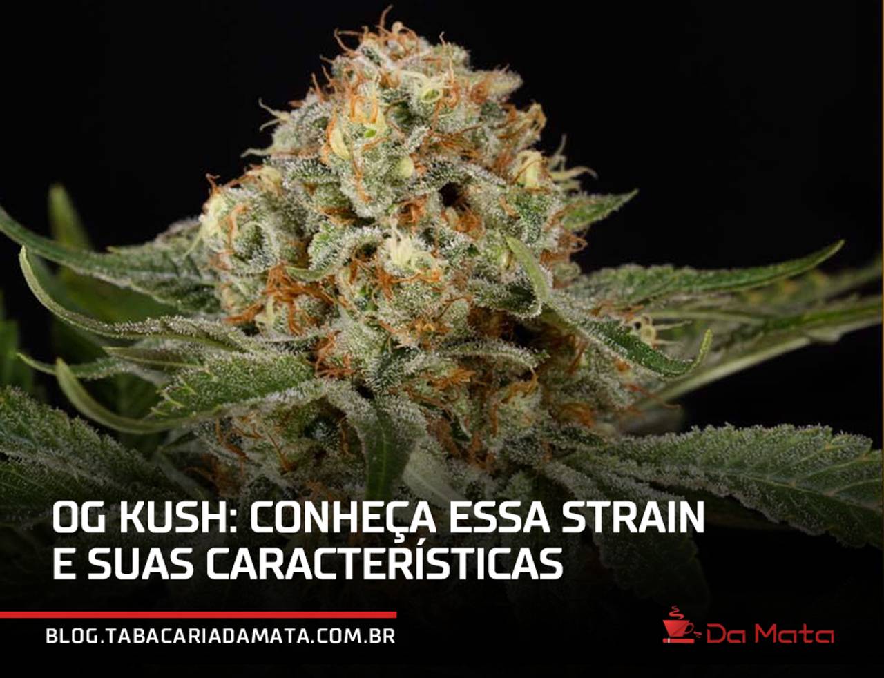 og kush||efeitos potentes e duradouros|infográfico sobre a dificuldade do cultivo (difícil)