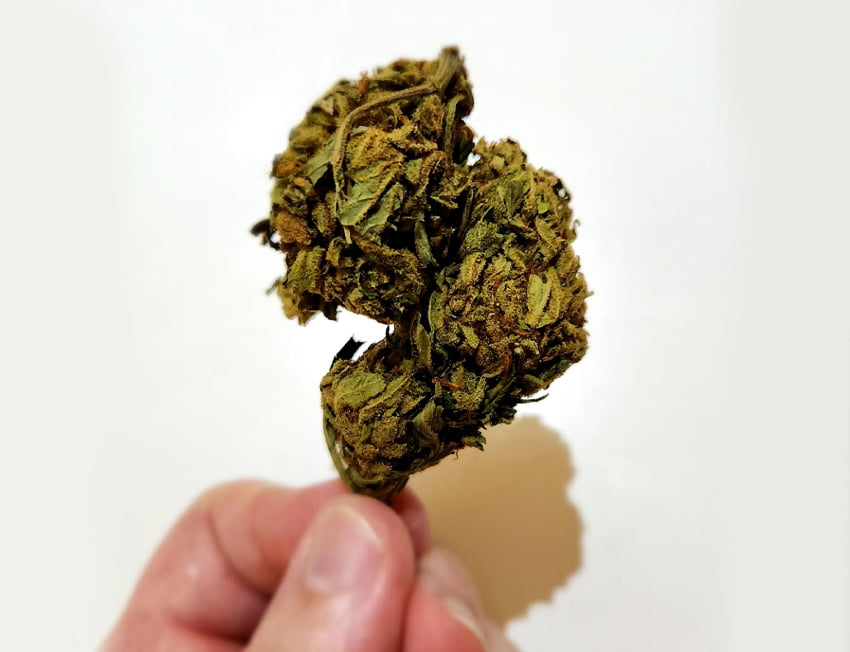 mão segurando uma Orange Kush